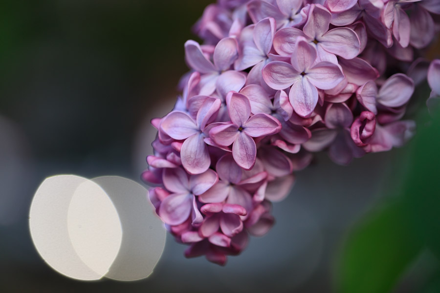 f:id:ham29:20190518223909j:plain f:id:ham29:20190518223909j:plain