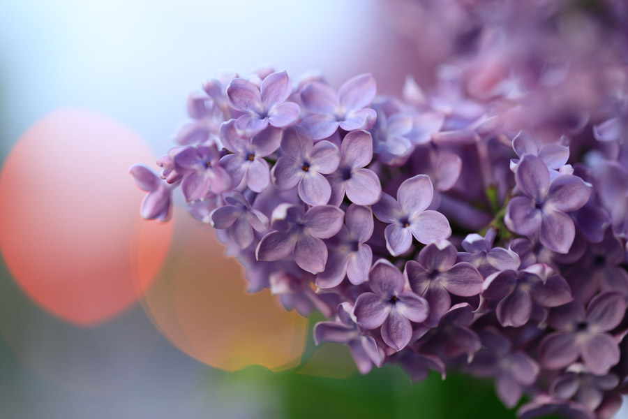 f:id:ham29:20190518223912j:plain f:id:ham29:20190518223912j:plain