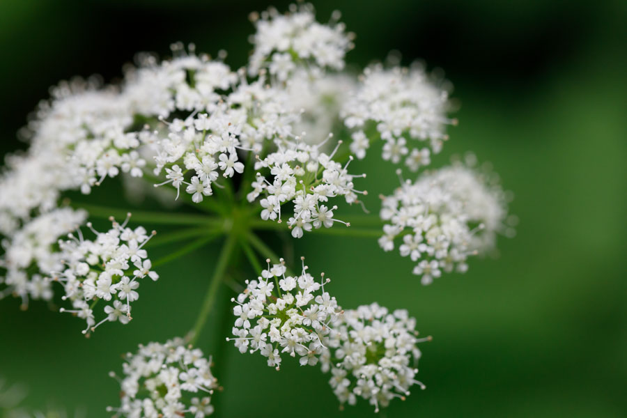 f:id:ham29:20190708204234j:plain f:id:ham29:20190708204234j:plain