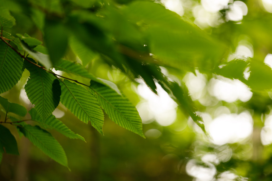 f:id:ham29:20190708204236j:plain f:id:ham29:20190708204236j:plain