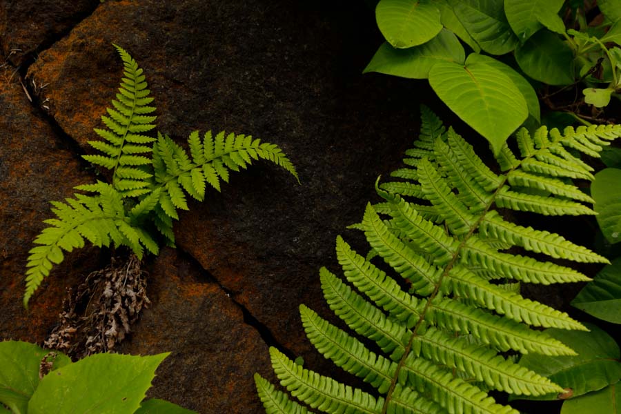 f:id:ham29:20190708204307j:plain f:id:ham29:20190708204307j:plain
