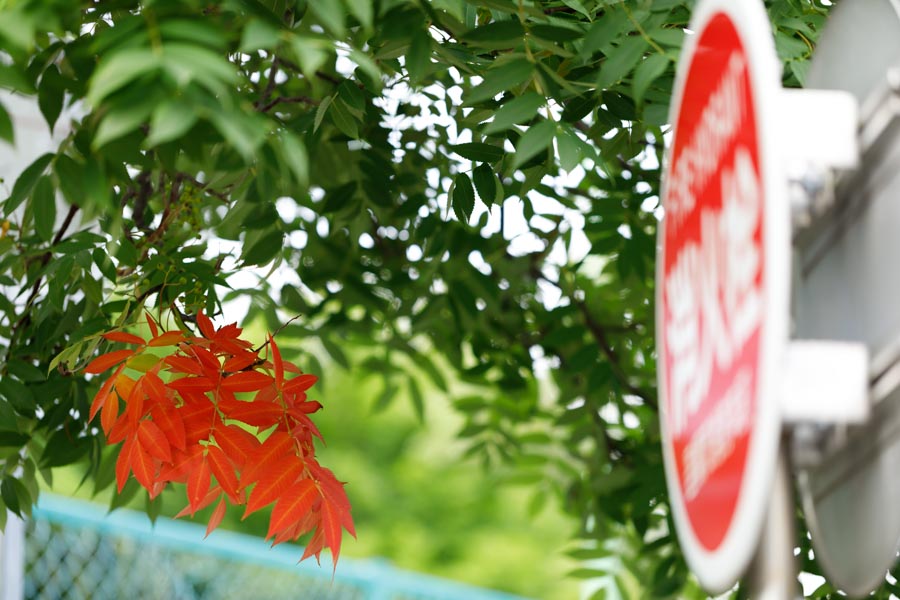f:id:ham29:20190708204336j:plain f:id:ham29:20190708204336j:plain