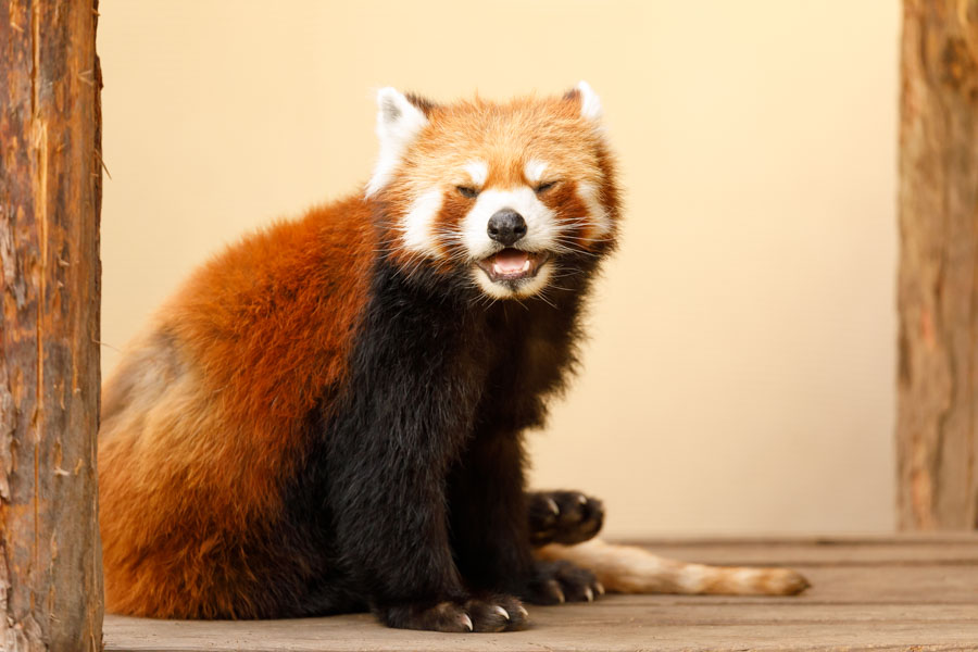 f:id:ham29:20190714190351j:plain f:id:ham29:20190714190351j:plain