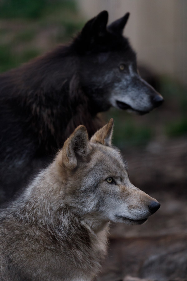 f:id:ham29:20190714190524j:plain f:id:ham29:20190714190524j:plain