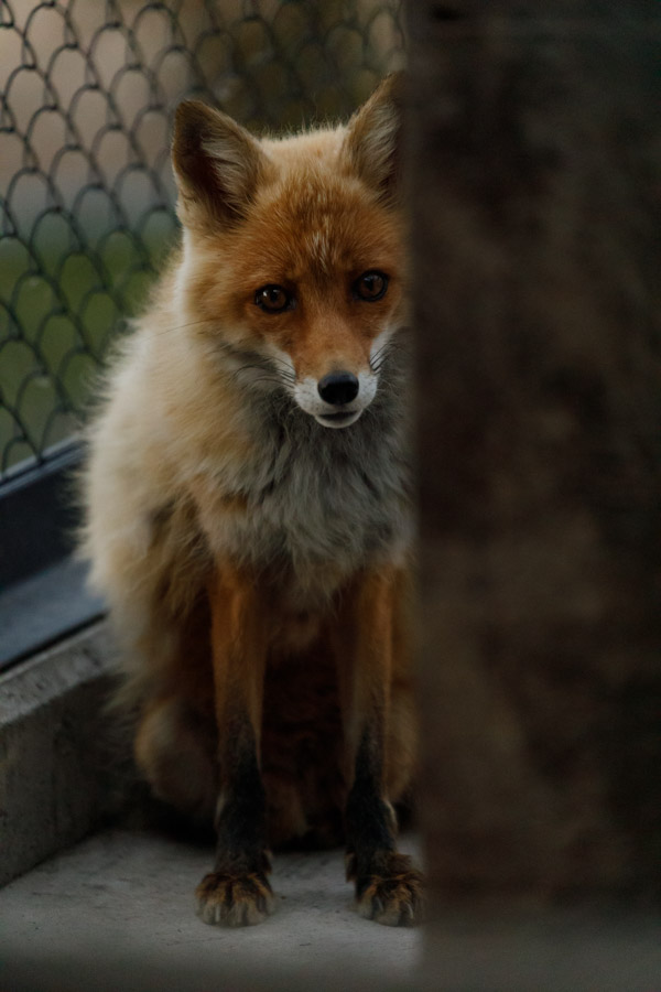 f:id:ham29:20190714190558j:plain f:id:ham29:20190714190558j:plain