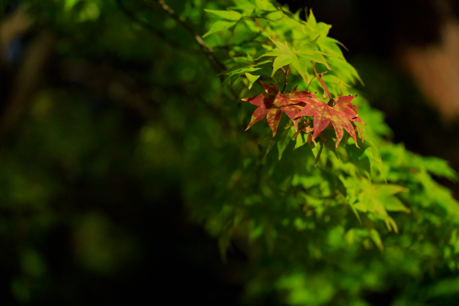 f:id:ham29:20190929133549j:plain