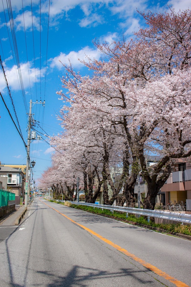 桜並木