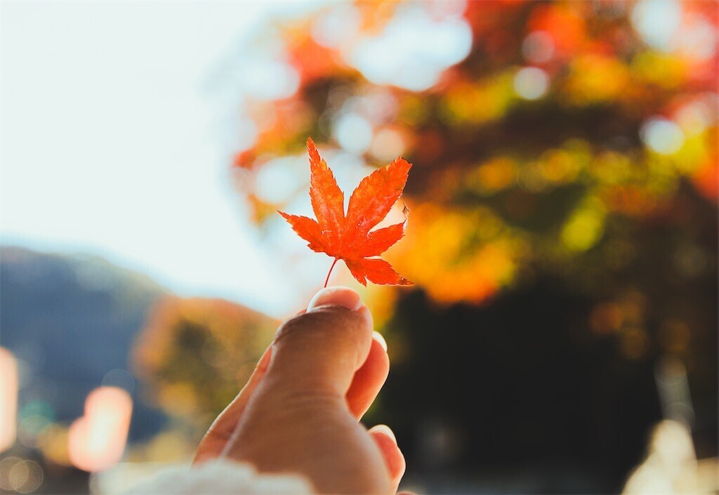 f:id:ham_hum:20250216223146j:image