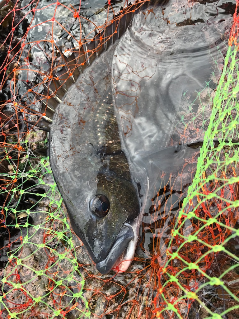 f:id:hama-tyan:20190319235820j:image f:id:hama-tyan:20190319235820j:image