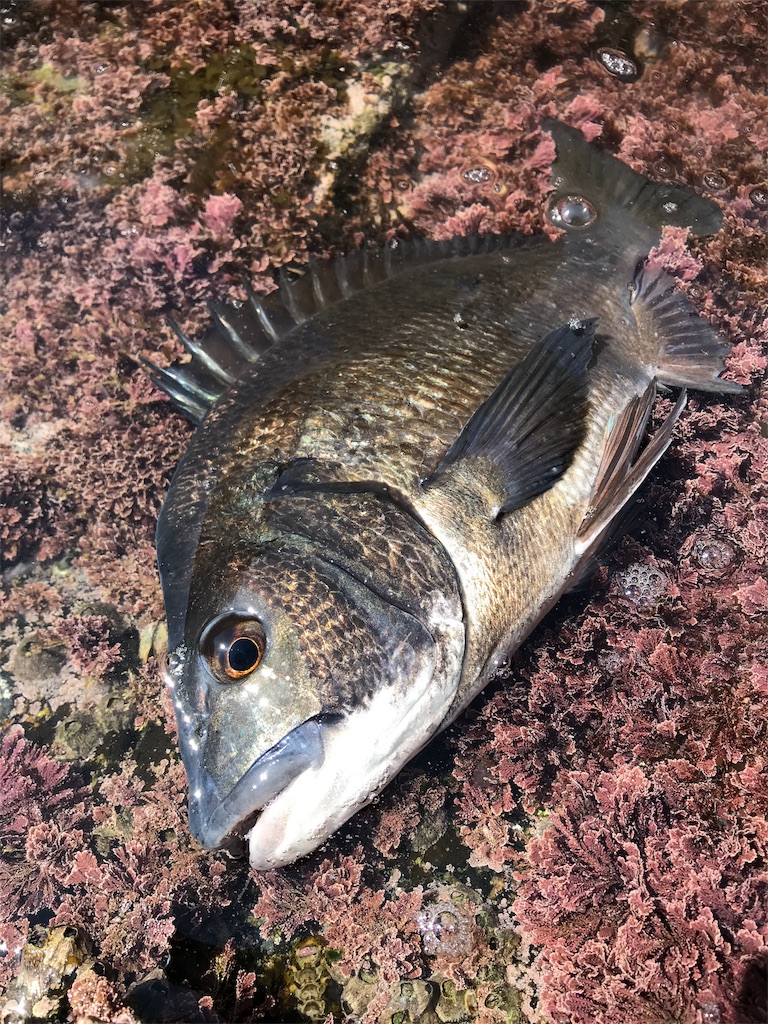 f:id:hama-tyan:20190320000110j:image f:id:hama-tyan:20190320000110j:image