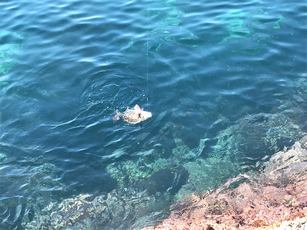 f:id:hama-tyan:20190320000114j:image f:id:hama-tyan:20190320000114j:image