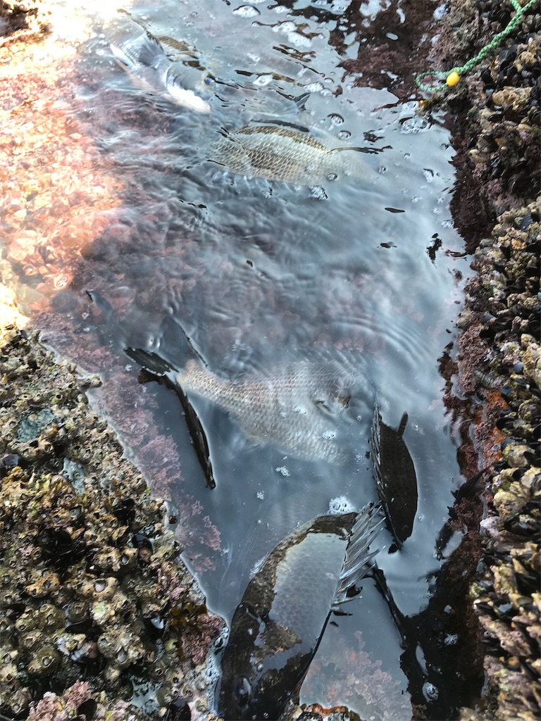 f:id:hama-tyan:20190320000439j:image f:id:hama-tyan:20190320000439j:image