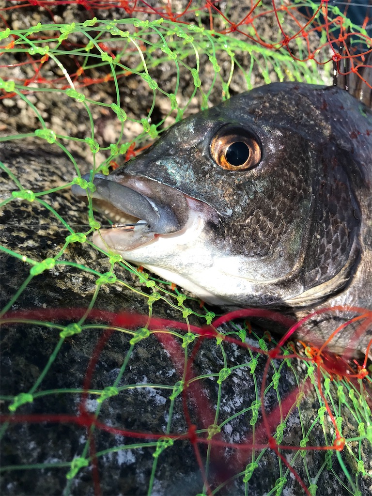 f:id:hama-tyan:20190320000444j:image f:id:hama-tyan:20190320000444j:image