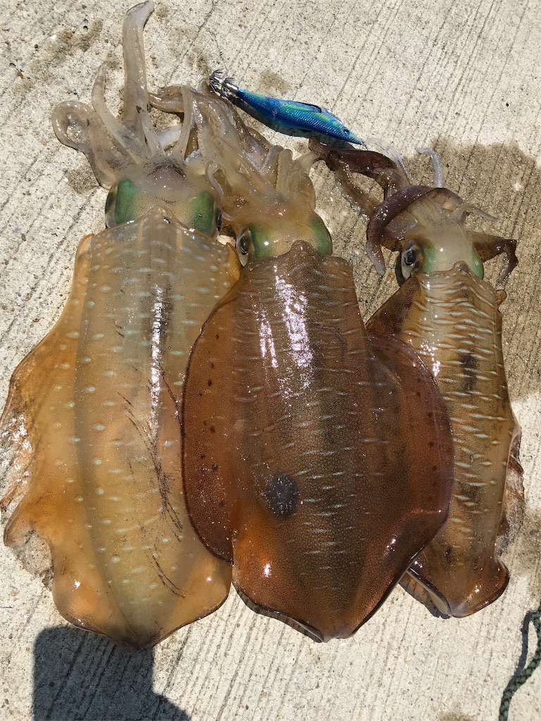 f:id:hama-tyan:20190522164558j:image f:id:hama-tyan:20190522164558j:image