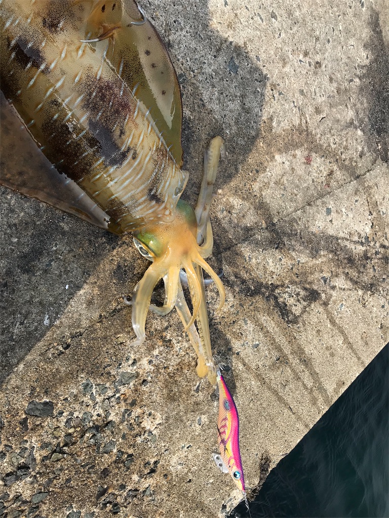 f:id:hama-tyan:20190522164602j:image f:id:hama-tyan:20190522164602j:image