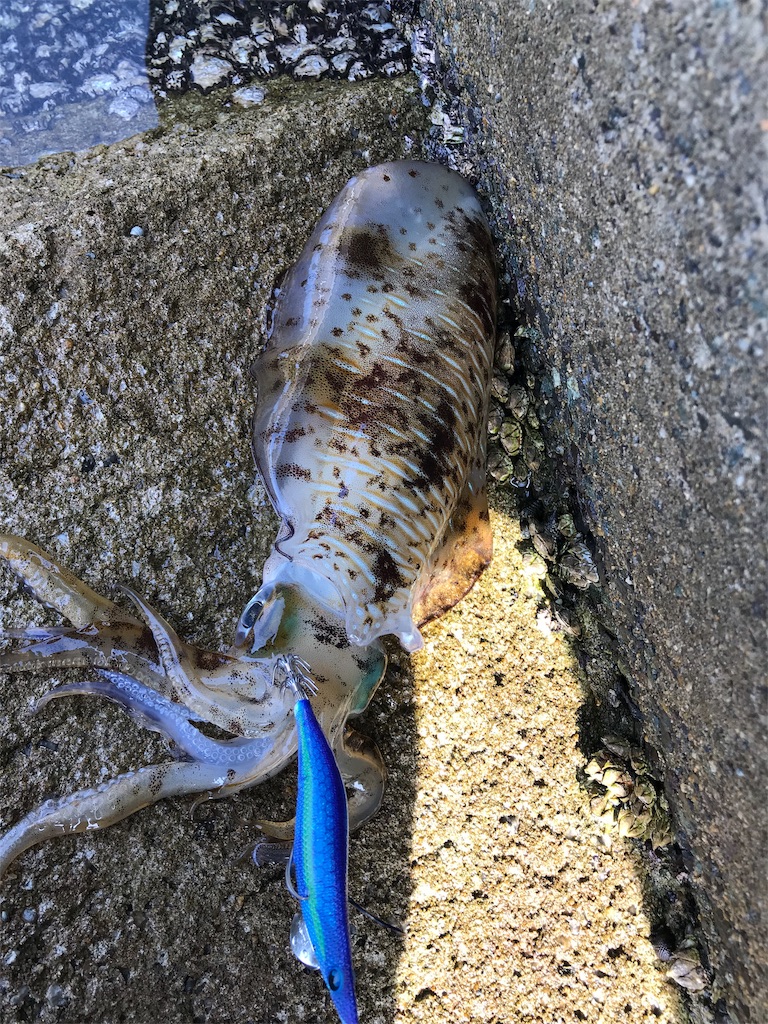 f:id:hama-tyan:20190522164606j:image f:id:hama-tyan:20190522164606j:image