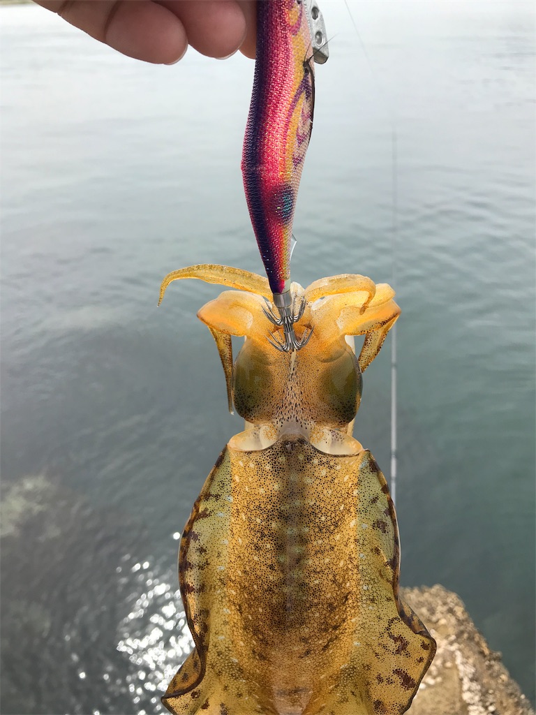 f:id:hama-tyan:20190530151343j:image f:id:hama-tyan:20190530151343j:image