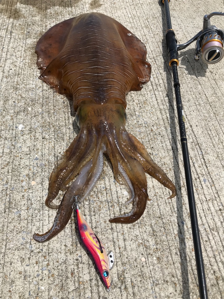 f:id:hama-tyan:20190530163245j:image f:id:hama-tyan:20190530163245j:image