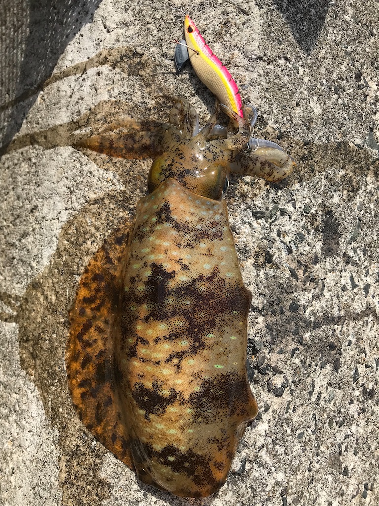 f:id:hama-tyan:20190530164024j:image f:id:hama-tyan:20190530164024j:image