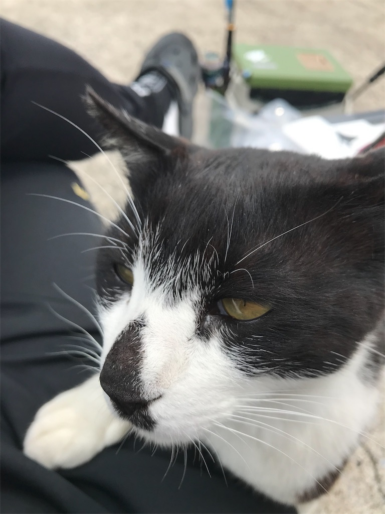 f:id:hama-tyan:20190603152645j:image f:id:hama-tyan:20190603152645j:image