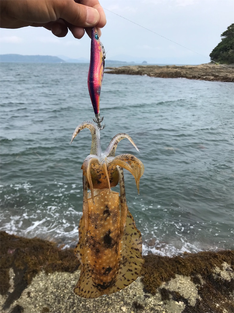 f:id:hama-tyan:20190603152648j:image f:id:hama-tyan:20190603152648j:image