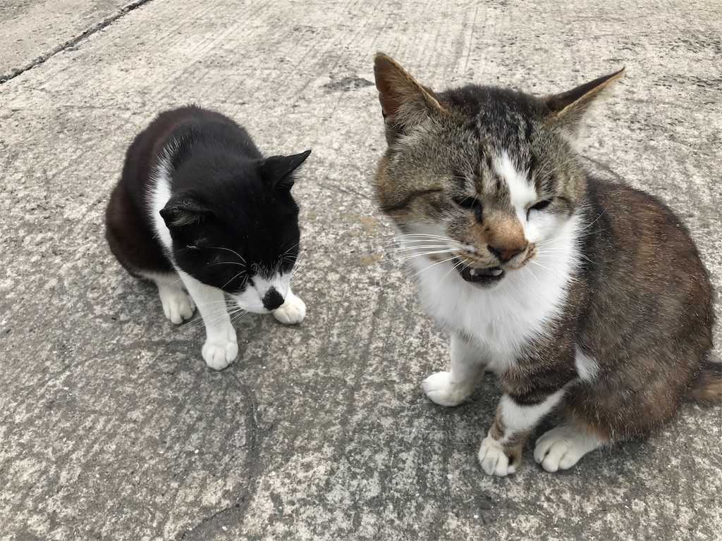 f:id:hama-tyan:20190603152653j:image f:id:hama-tyan:20190603152653j:image