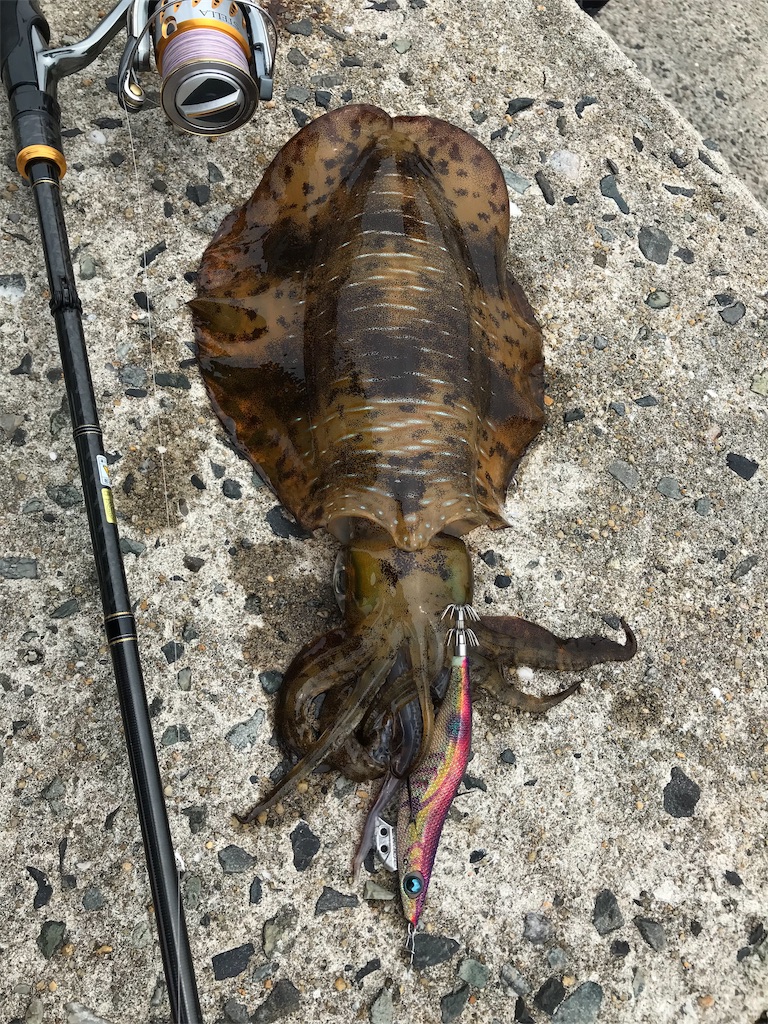 f:id:hama-tyan:20190603152722j:image f:id:hama-tyan:20190603152722j:image