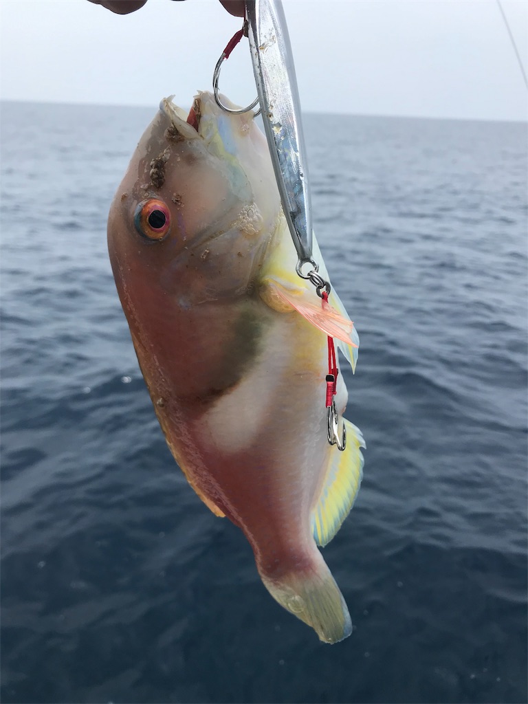 f:id:hama-tyan:20190819215523j:image