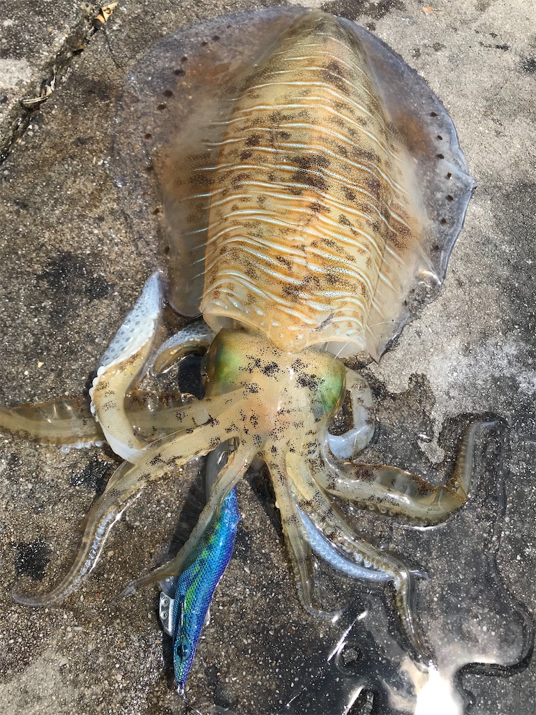 アオリイカはいつくるの 浜ぶろぐ アオリイカはいつくるの 浜ぶろぐ