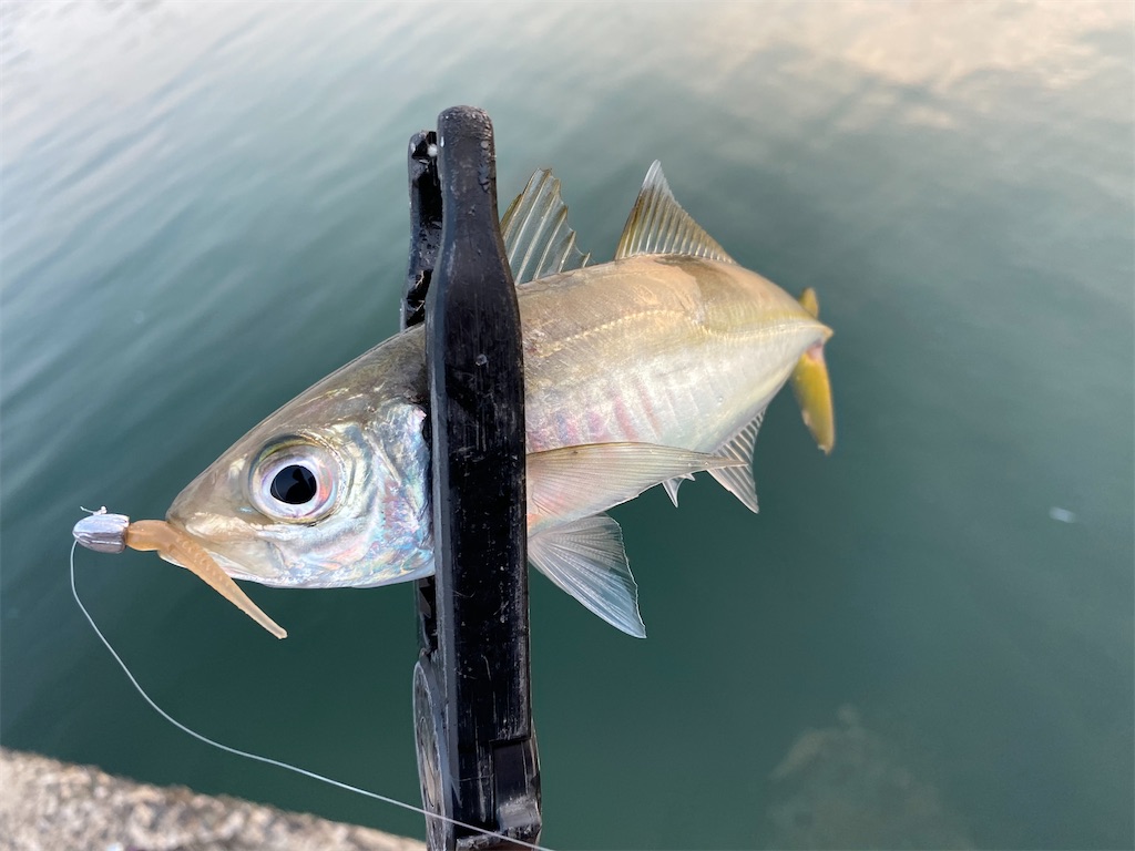 f:id:hama-tyan:20200909233223j:image f:id:hama-tyan:20200909233223j:image