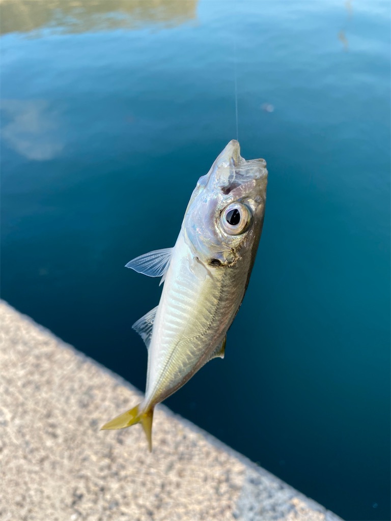 f:id:hama-tyan:20200909233231j:image f:id:hama-tyan:20200909233231j:image