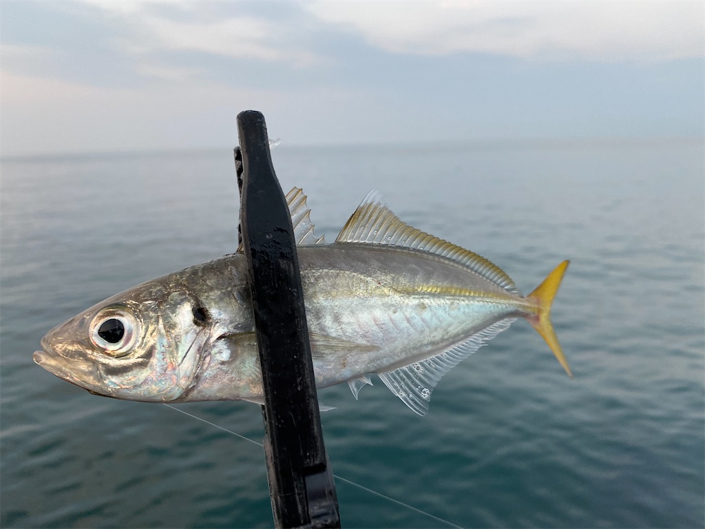 f:id:hama-tyan:20200909233234j:image f:id:hama-tyan:20200909233234j:image