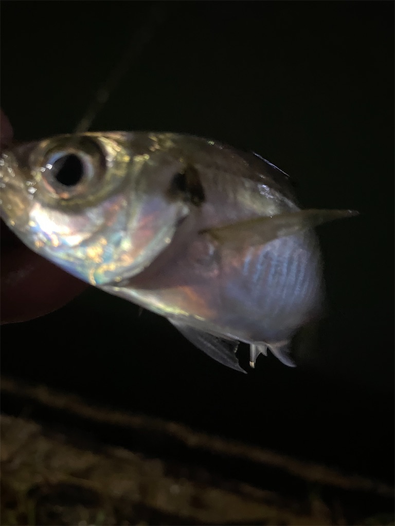 f:id:hama-tyan:20200928225416j:image f:id:hama-tyan:20200928225416j:image