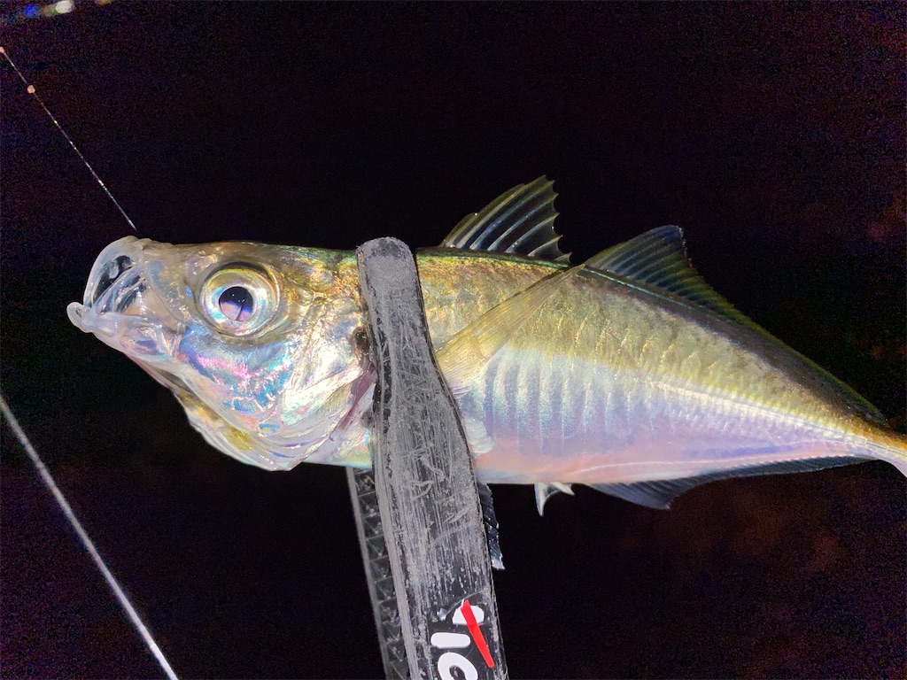 f:id:hama-tyan:20201103225839j:image