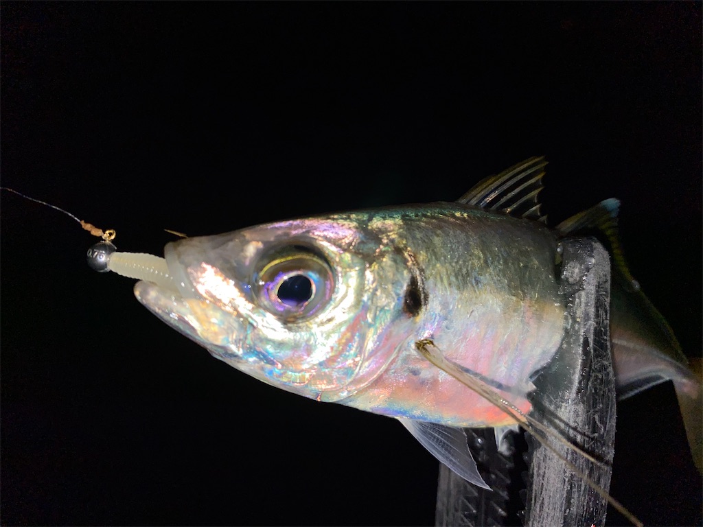 f:id:hama-tyan:20201103225844j:image