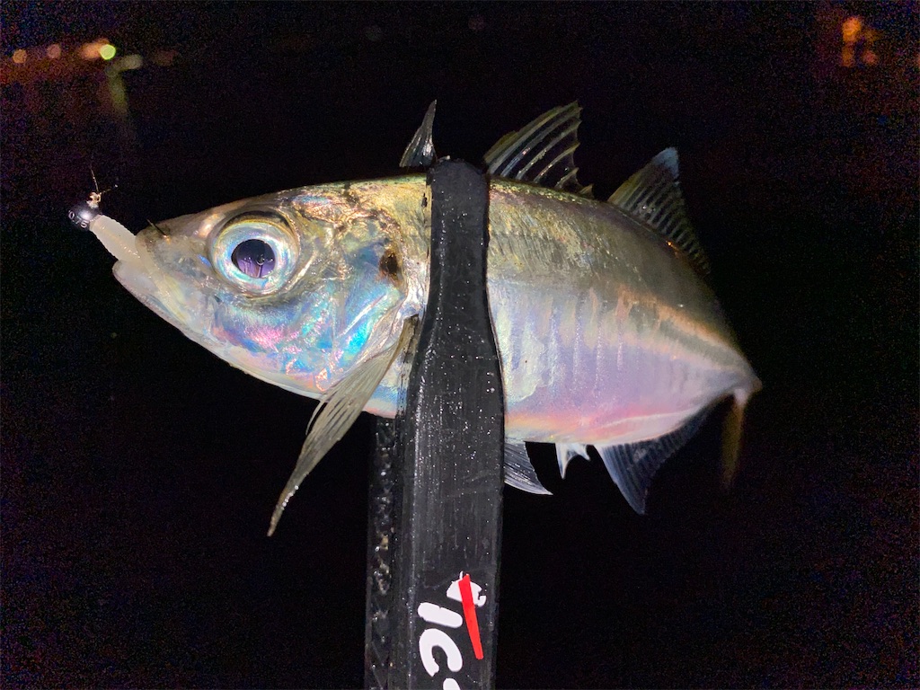 f:id:hama-tyan:20201107163859j:image