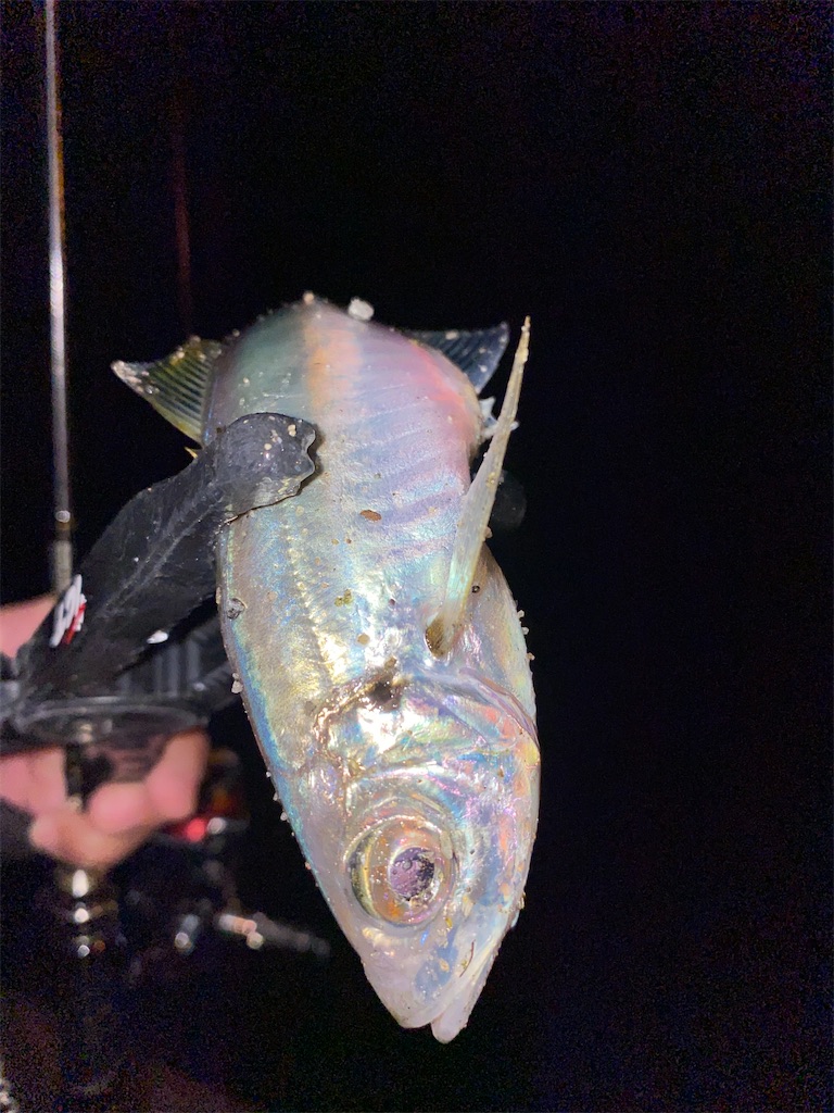 f:id:hama-tyan:20201107163903j:image