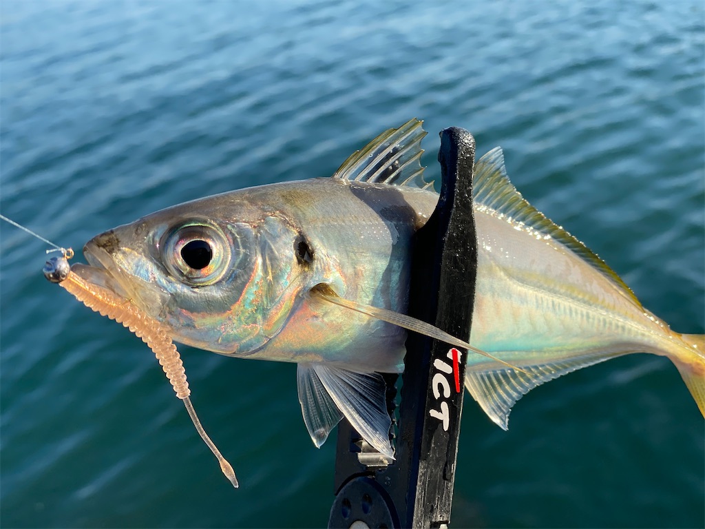 f:id:hama-tyan:20201113234557j:image f:id:hama-tyan:20201113234557j:image