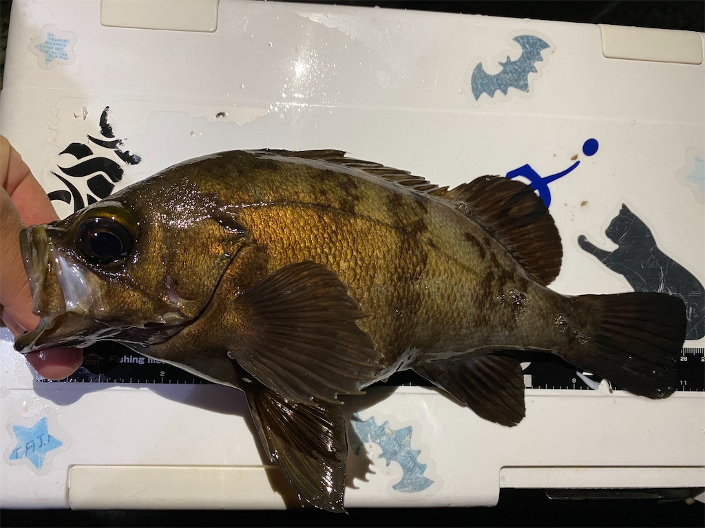 f:id:hama-tyan:20201113234600j:image f:id:hama-tyan:20201113234600j:image