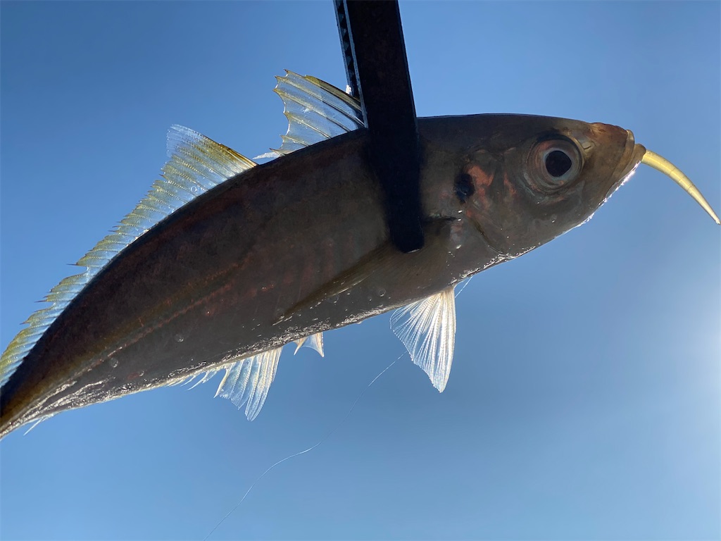 f:id:hama-tyan:20201113234604j:image f:id:hama-tyan:20201113234604j:image