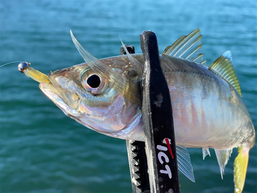 f:id:hama-tyan:20201113234609j:image f:id:hama-tyan:20201113234609j:image