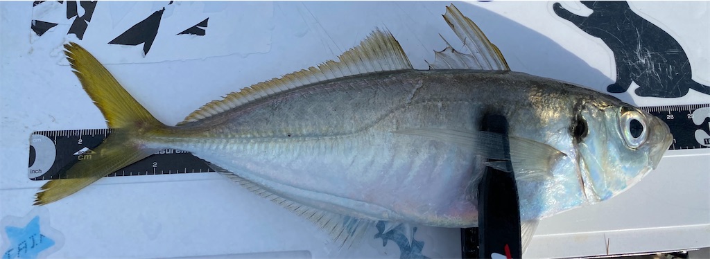 f:id:hama-tyan:20201126002939j:image f:id:hama-tyan:20201126002939j:image