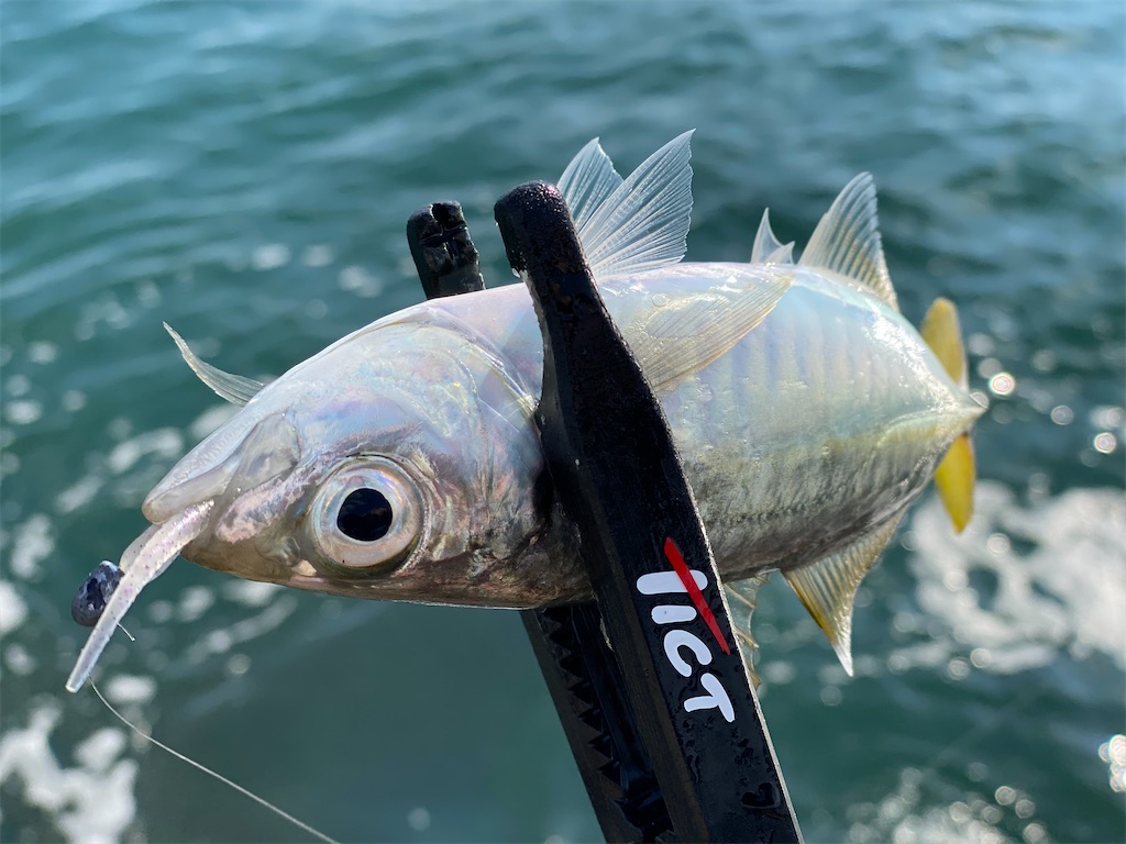 f:id:hama-tyan:20201126002947j:image f:id:hama-tyan:20201126002947j:image