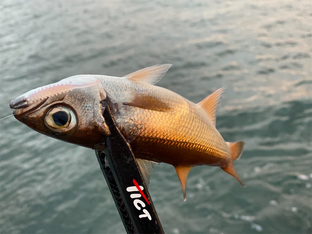 f:id:hama-tyan:20201126003029j:image f:id:hama-tyan:20201126003029j:image