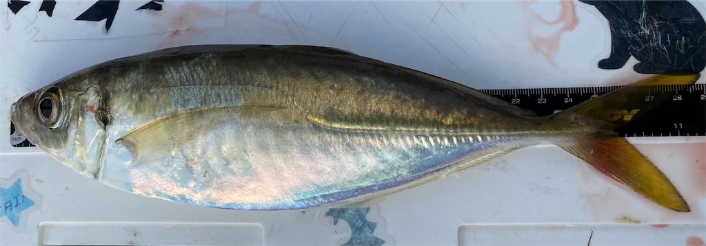 f:id:hama-tyan:20201126003032j:image f:id:hama-tyan:20201126003032j:image