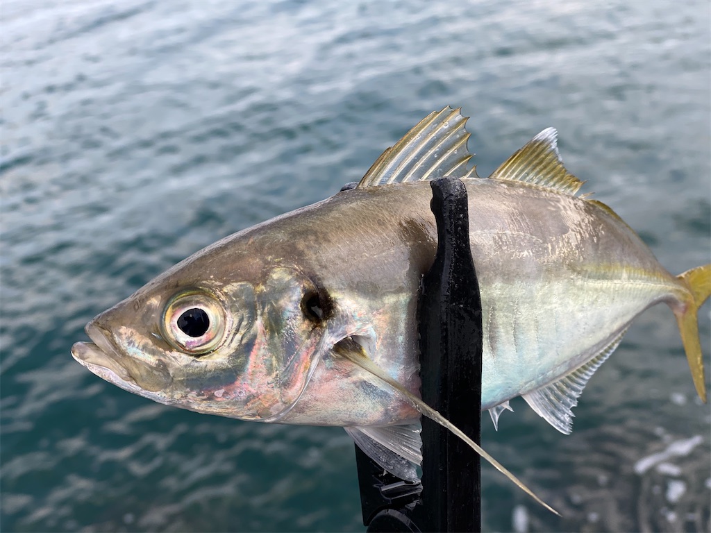 f:id:hama-tyan:20201126003036j:image f:id:hama-tyan:20201126003036j:image