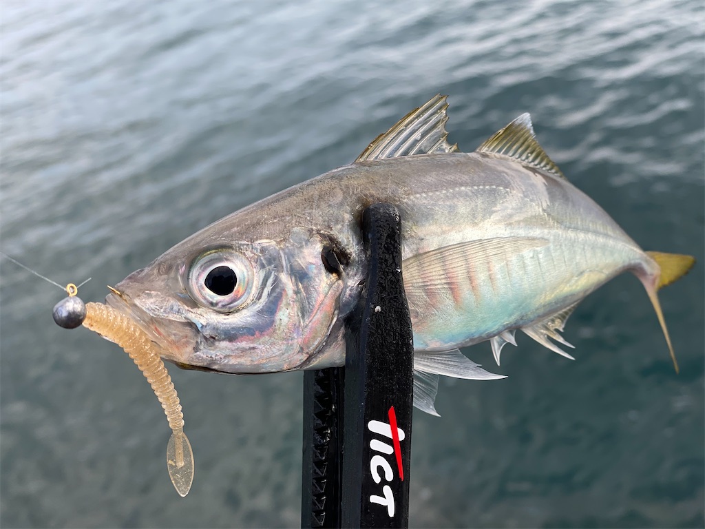 f:id:hama-tyan:20201126003040j:image f:id:hama-tyan:20201126003040j:image