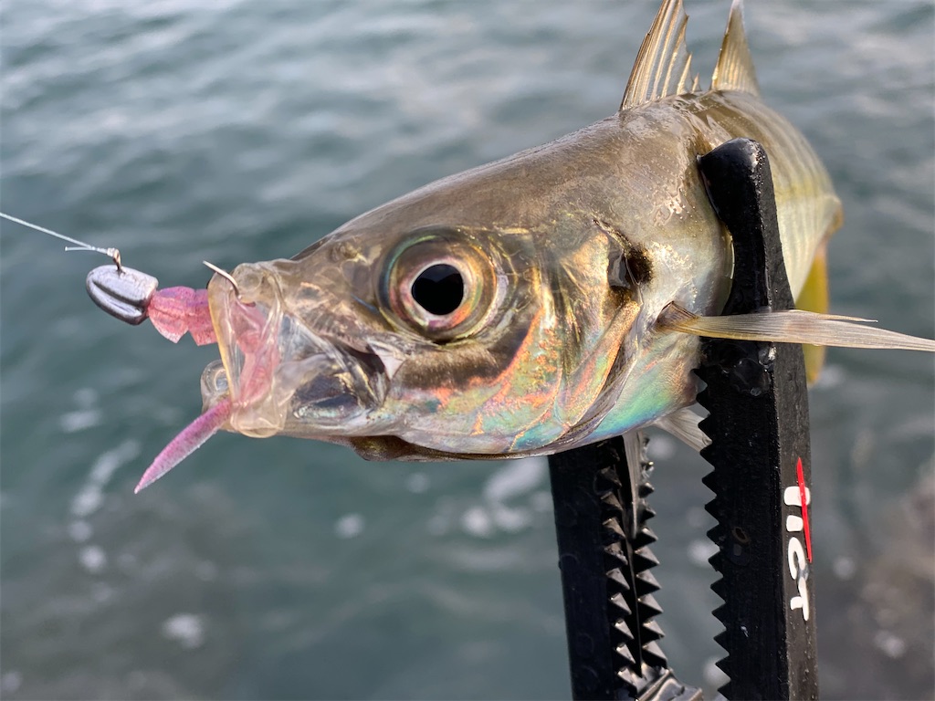 f:id:hama-tyan:20201126003050j:image f:id:hama-tyan:20201126003050j:image