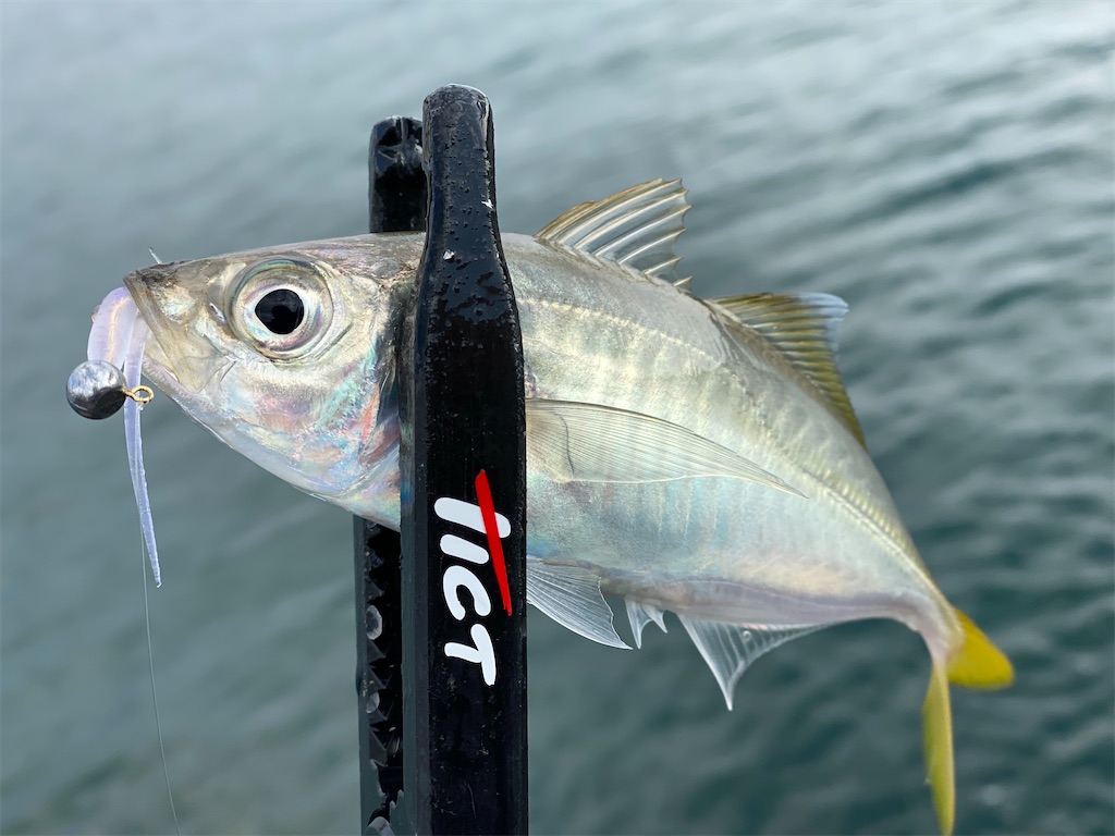 f:id:hama-tyan:20201126003056j:image f:id:hama-tyan:20201126003056j:image