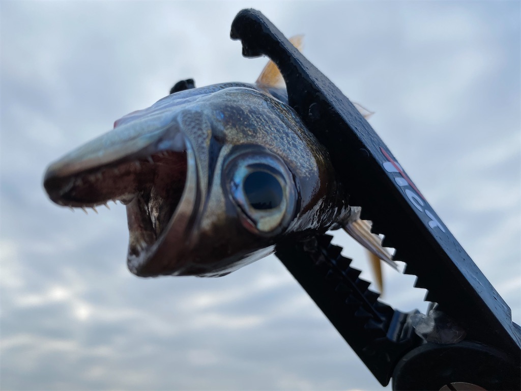 f:id:hama-tyan:20201127232922j:image f:id:hama-tyan:20201127232922j:image